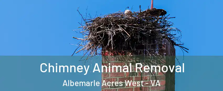 Chimney Animal Removal Albemarle Acres West - VA
