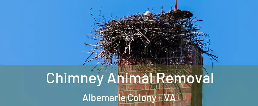 Chimney Animal Removal Albemarle Colony - VA