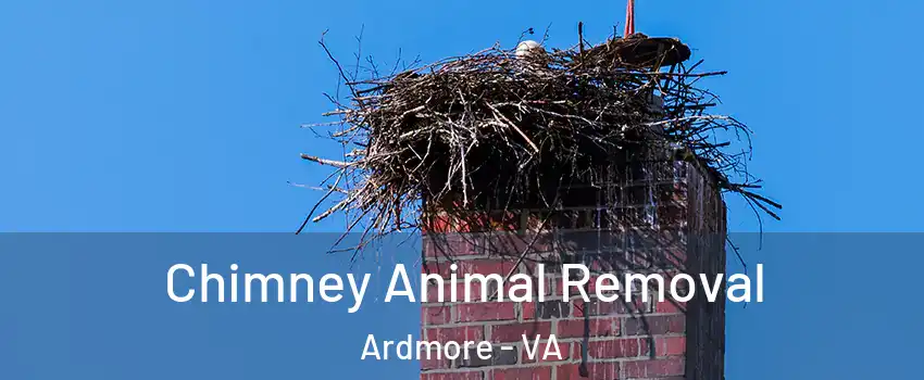 Chimney Animal Removal Ardmore - VA