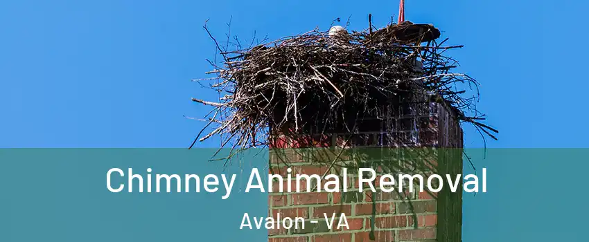 Chimney Animal Removal Avalon - VA