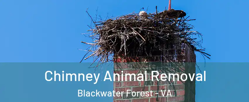 Chimney Animal Removal Blackwater Forest - VA