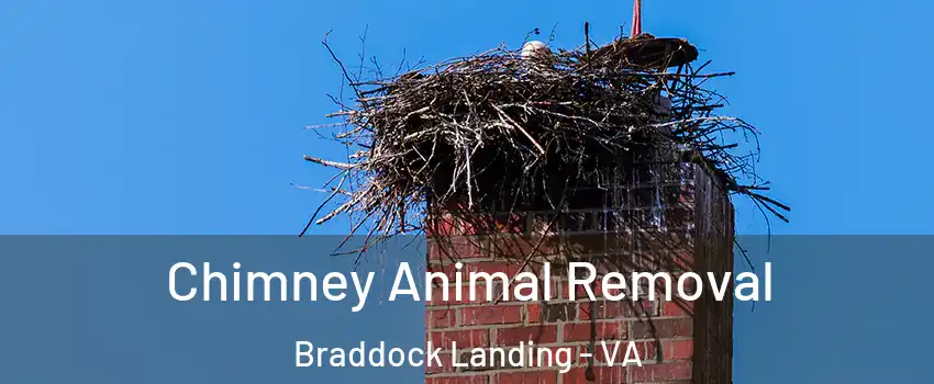 Chimney Animal Removal Braddock Landing - VA
