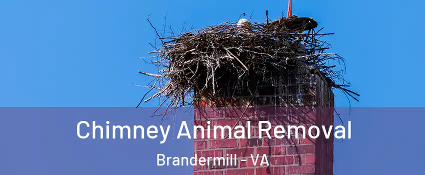 Chimney Animal Removal Brandermill - VA