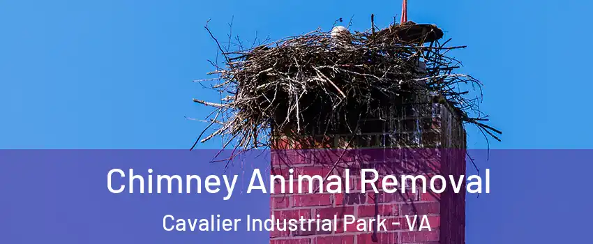 Chimney Animal Removal Cavalier Industrial Park - VA