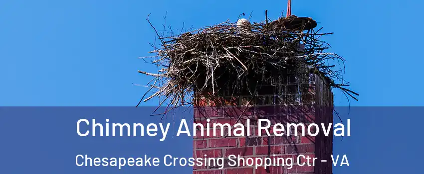 Chimney Animal Removal Chesapeake Crossing Shopping Ctr - VA