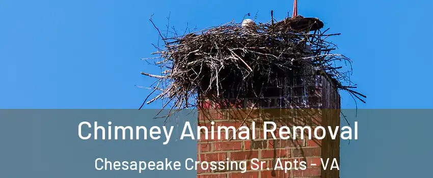 Chimney Animal Removal Chesapeake Crossing Sr. Apts - VA