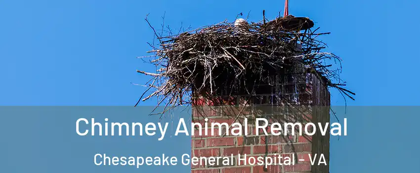 Chimney Animal Removal Chesapeake General Hospital - VA