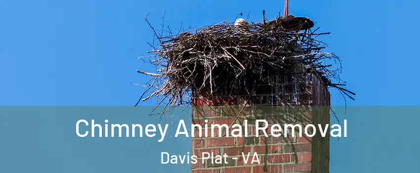 Chimney Animal Removal Davis Plat - VA