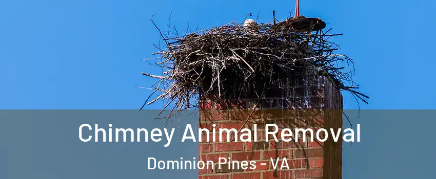 Chimney Animal Removal Dominion Pines - VA