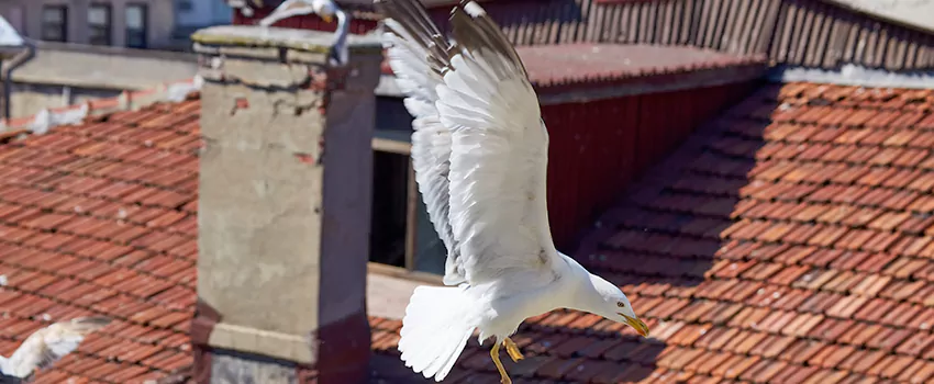 Residential Chimney Animal Removal Solution in Brent Lox Nursing Home And Rehab, VA